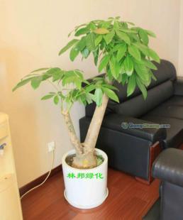 成都花卉綠植租賃服務(wù) 一站式綠化解決方案